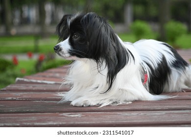 black and white papillon dog, lying dog on a bench close-up, tricolor coloring of the dog, big ears, pet on a walk, black and white papillon lying on a bench, toy continental spaniel on a green found - Shutterstock ID 2311541017