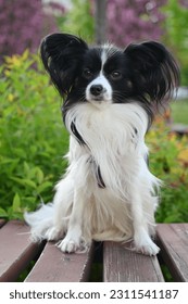 black and white papillon dog, lying dog on a bench close-up, tricolor coloring of the dog, big ears, pet on a walk, black and white papillon lying on a bench, toy continental spaniel on a green found - Shutterstock ID 2311541187