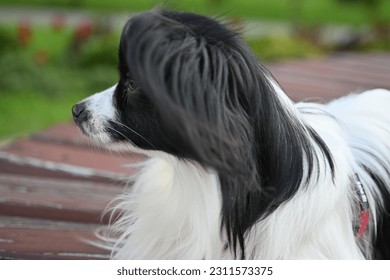 black and white papillon dog, lying dog on a bench close-up, tricolor coloring of the dog, big ears, pet on a walk, black and white papillon lying on a bench, toy continental spaniel on a green found - Shutterstock ID 2311573375
