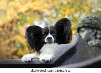 Get Papillon Dog White And Black Background