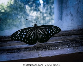 Black And White Patterened Butterfly On The Window Pane