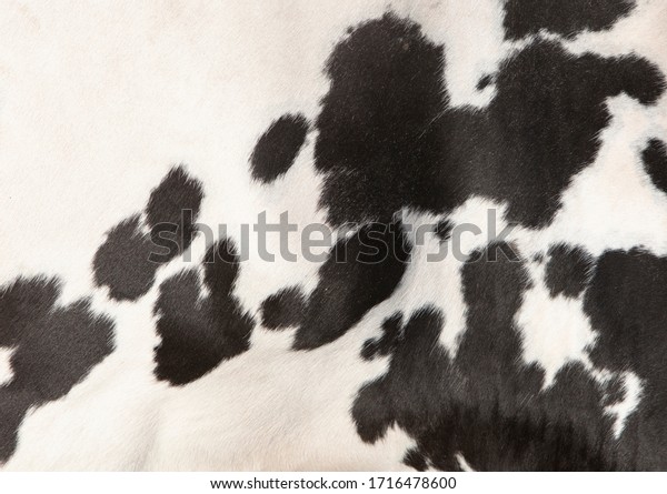 black and white\
pattern on hide on side of\
cow