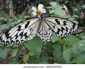 A black and white patterned butterfly perched on a small white flower with green leaves.