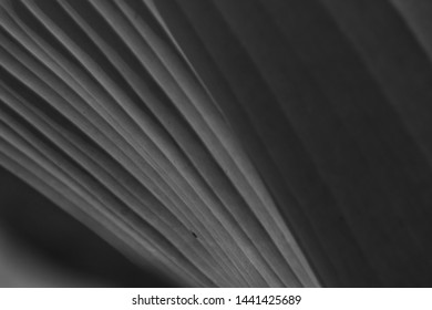 Black and white patterns. Close up, textures and lines of nature view leaves