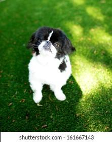 Black And White Pekingese Dog Sitting Outside On Artificial Turf Grass Waiting For Treats