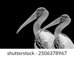 Black And White Pelican With Long Beak In The Black Background