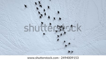 Black and white penguins run snow covered field aerial view. Explore wildlife in Antarctica. Beauty of wild animals and untouched nature on South Pole. Top drone flight above Antarctic birds migration