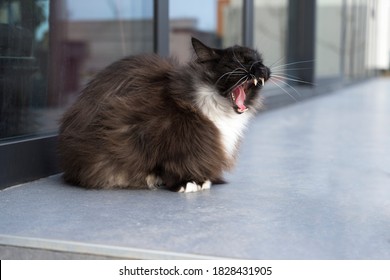 A Black and white persian cat sitting on a porch jawning closeup