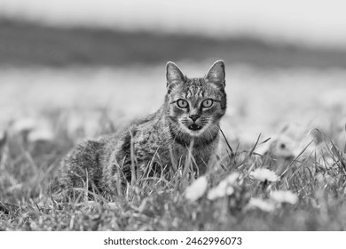 Black and white photo af a beautiful tabby cat. Felis silvestris catus.  - Powered by Shutterstock