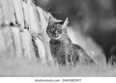 Black and white photo af a beautiful tabby cat. Felis silvestris catus.  - Powered by Shutterstock