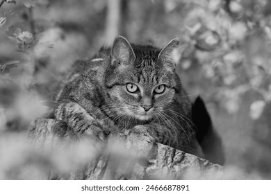 Black and white photo af a beautiful tabby cat. Felis silvestris catus.  - Powered by Shutterstock