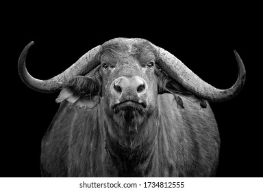 Black and white photo of African buffalo portrait; Syncerus caffer; Kenya. He is isolated on the black background. It is wildlife photo in Tsavo East, National park, Africa.
