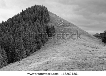 Similar – Foto Bild Coniferous forest in the alps