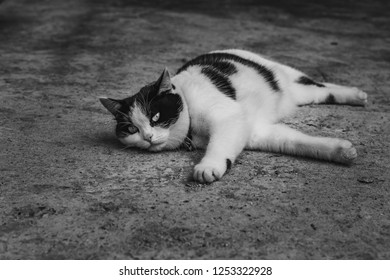 A black and white photo of a beautiful adult young black and white cat with big eyes on a gray concrete surface - Shutterstock ID 1253322928