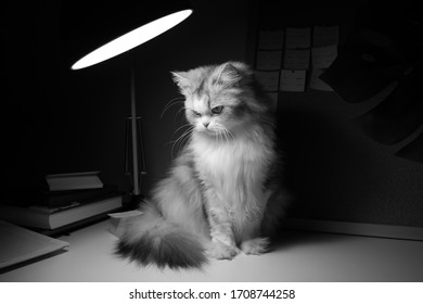Schwarz-Weiß-Foto von schöner Katze. SCHLECHTER DOF