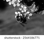 A black and white photo of a bee gathering pollen from a waxflower in a bouquet of flowers outside on a warm summer day with natural sunlight shining on it.