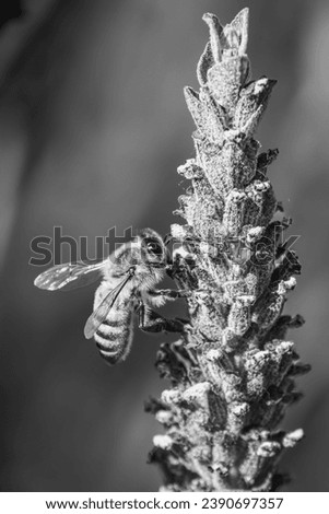 Black and White Photo of Bee Landing on Flower Stalk Pollinating Stems Flowers Pollen Pollinator Pollen