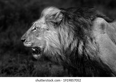 801 906件の ライオン の画像 写真素材 ベクター画像 Shutterstock
