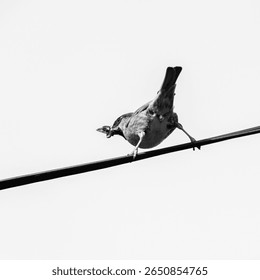 Black and white photo of a bird perched on a cable wire