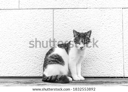 Similar – cat Cat Sweet Black White