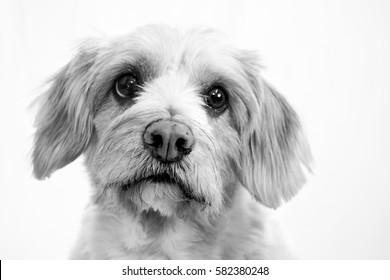 terrier poodle mix black and white