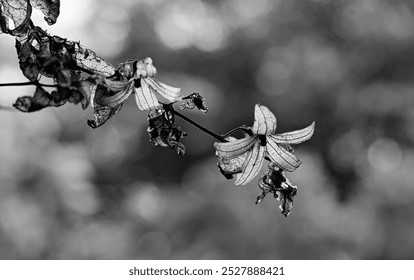 Black and white photo of closeup dried climber flowers, Golden Wreath (Petraeovitex bambusetorum ) directly exposed natural morning sunlight in rainy season of Thailand. Adjusted light  - Powered by Shutterstock