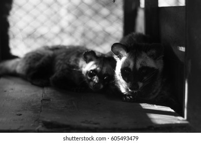 Black & White Photo Of Common Palm Civet