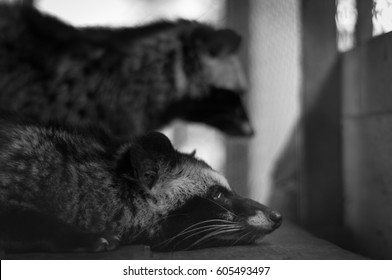 Black & White Photo Of Common Palm Civet