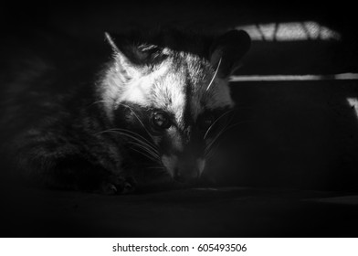 Black & White Photo Of Common Palm Civet