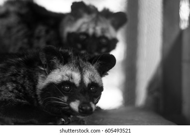 Black & White Photo Of Common Palm Civet