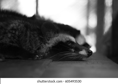 Black & White Photo Of Common Palm Civet