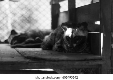 Black & White Photo Of Common Palm Civet