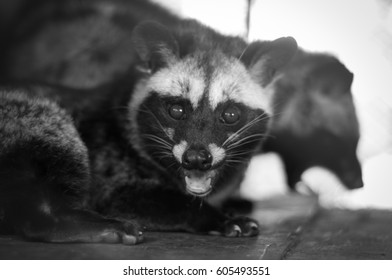 Black & White Photo Of Common Palm Civet