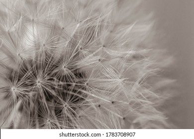 綿毛 の画像 写真素材 ベクター画像 Shutterstock