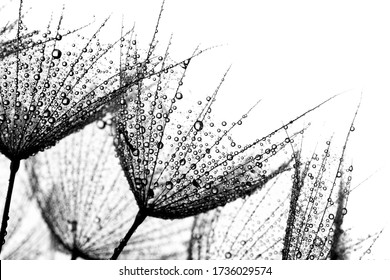 Black and white photo with dandelions. Dandelion seeds with water droplets on white isolated background.