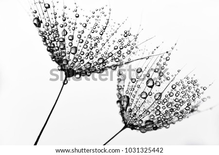 Black and white photo with dandelions. Dandelion seeds with water droplets on white isolated background. 