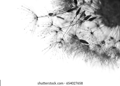 Black and white photo with the dandelions . Macro of dandelion with drops . - Powered by Shutterstock