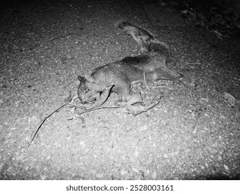 Black and white photo of a dead squirrel on the ground in the street