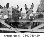 Black and white photo of donkeys looking over a fence