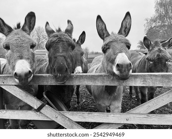 Black and white photo of donkeys looking over a fence