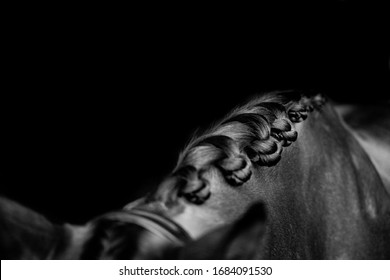 Black and white photo of dressage horse's braids