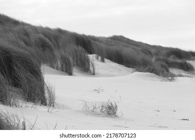 Black And White Photo Of Dune Grass Growing In Sand In Strong Wind