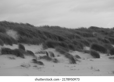 Black And White Photo Of Dune Grass Growing In Sand In Strong Wind