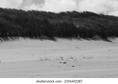 Black And White Photo Of Dune Grass Growing In Sand In Strong Wind