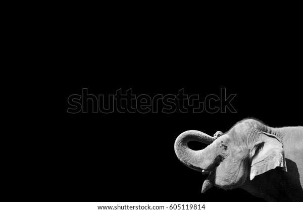 Black White Photo Elephant Isolated On Stock Photo Edit Now