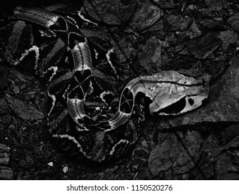 101 West gaboon viper Images, Stock Photos & Vectors | Shutterstock