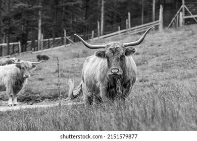 A black and white photo of giant bulls in short poses in Norway