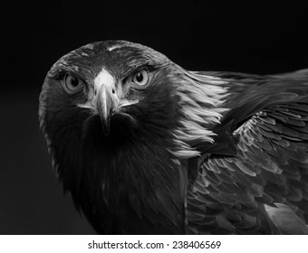 black and white photo of a golden eagle in captivity in a zoo