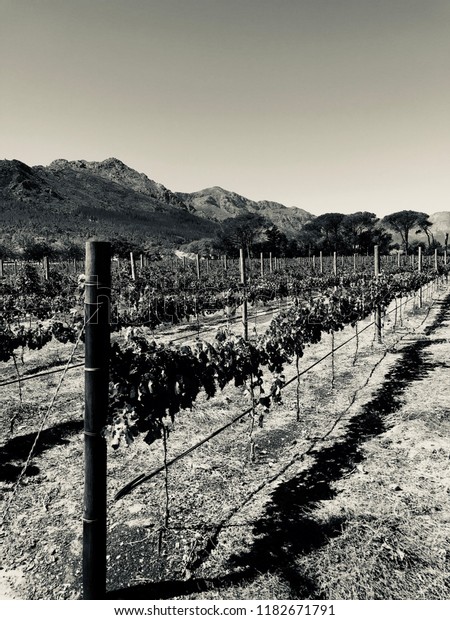 Black White Photo Grapes Growing On Stock Photo (Edit Now) 1182671791