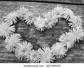 Black and white photo of handpicked dandelions in a heart shape.